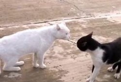 黑喵最新爆料视频大全集