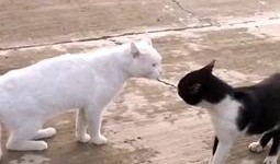 黑喵最新爆料视频大全集